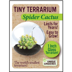 SILVER CIRCLE TINY TERRARIUM CACTUS