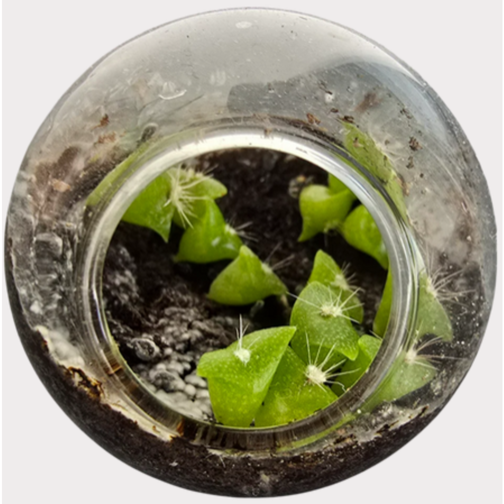 SILVER CIRCLE TINY TERRARIUM CACTUS