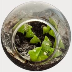 SILVER CIRCLE TINY TERRARIUM CACTUS