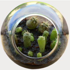 SILVER CIRCLE TINY TERRARIUM CACTUS