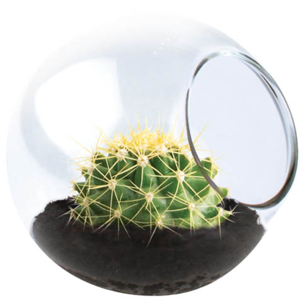 SILVER CIRCLE TINY TERRARIUM CACTUS