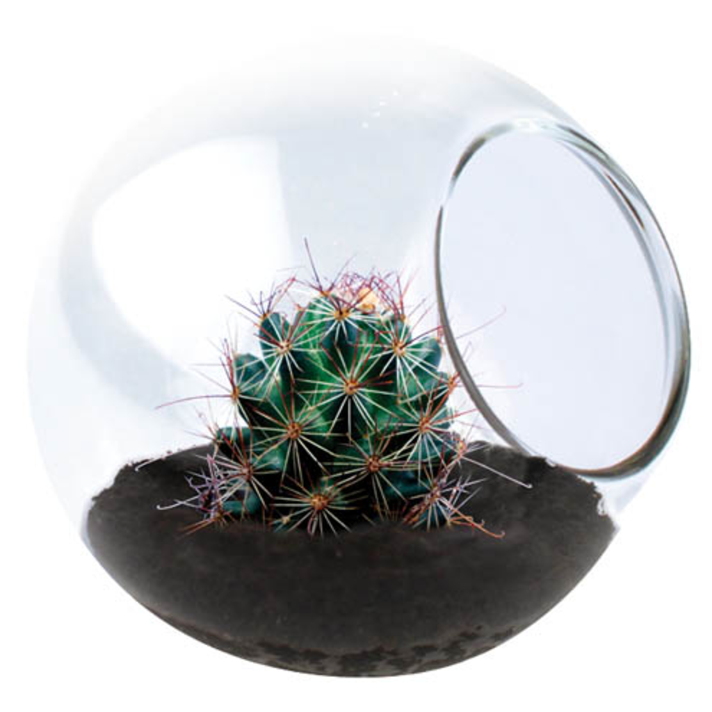 SILVER CIRCLE TINY TERRARIUM CACTUS
