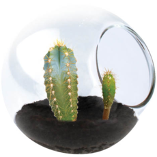 SILVER CIRCLE TINY TERRARIUM CACTUS