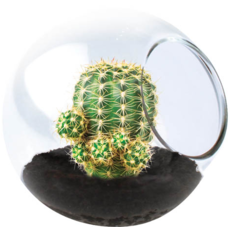 SILVER CIRCLE TINY TERRARIUM CACTUS