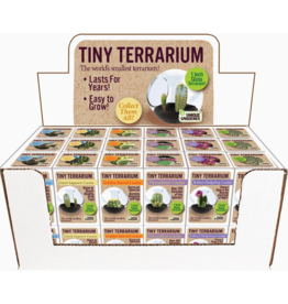 SILVER CIRCLE TINY TERRARIUM CACTUS