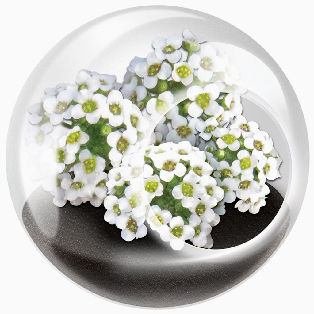 SILVER CIRCLE TINY TERRARIUM FLOWERS