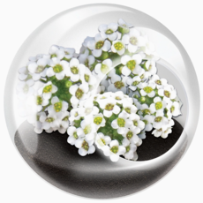SILVER CIRCLE TINY TERRARIUM FLOWERS