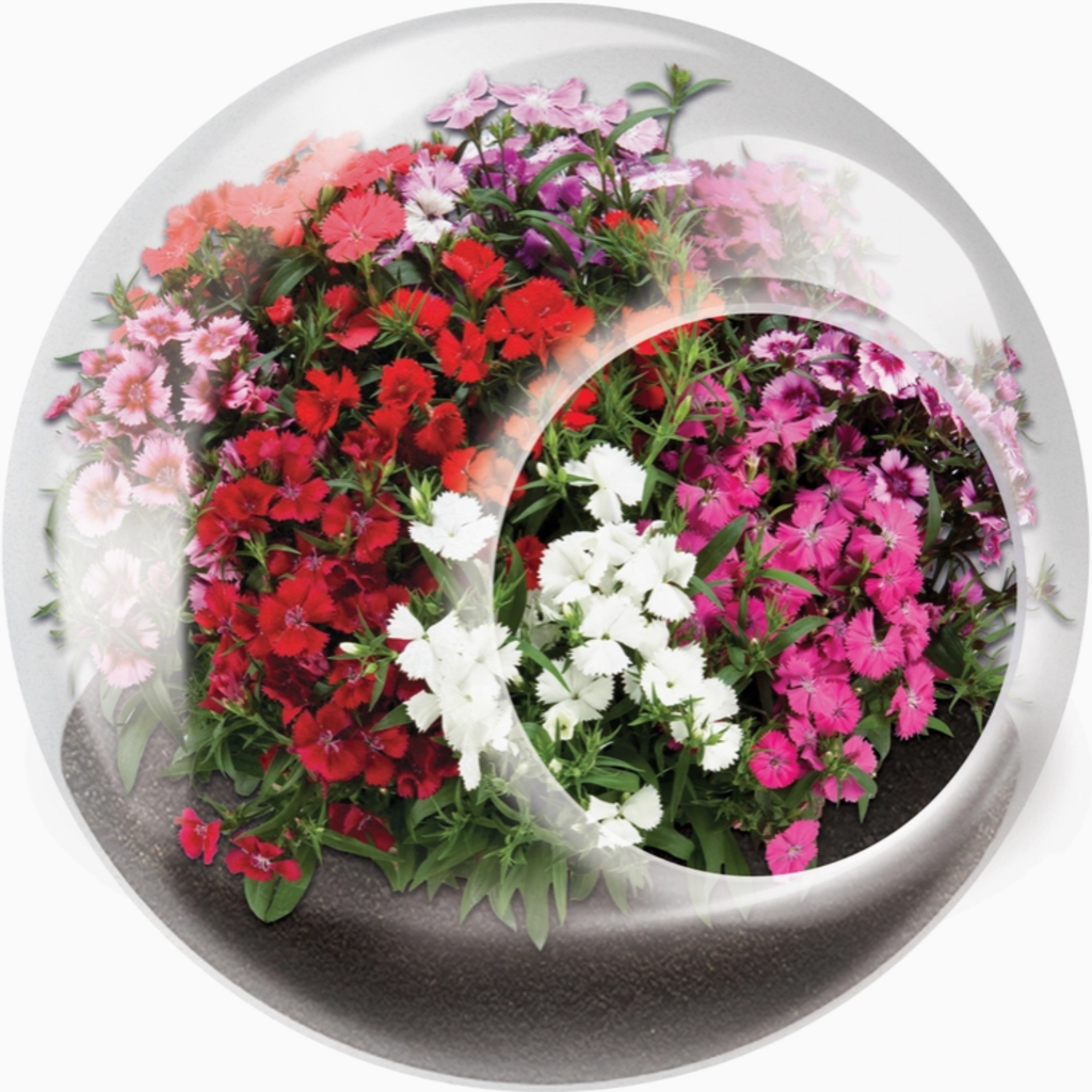 SILVER CIRCLE TINY TERRARIUM FLOWERS