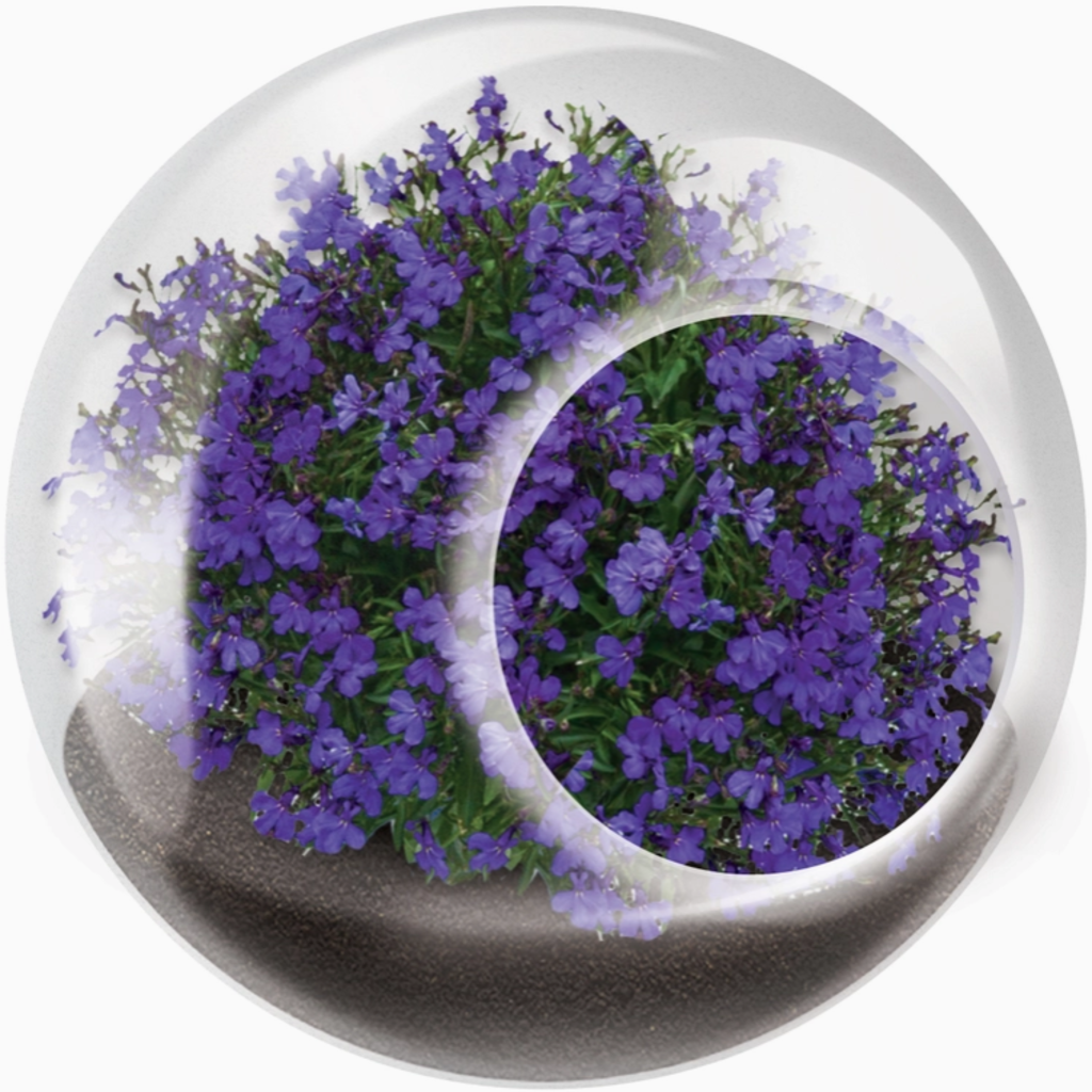 SILVER CIRCLE TINY TERRARIUM FLOWERS