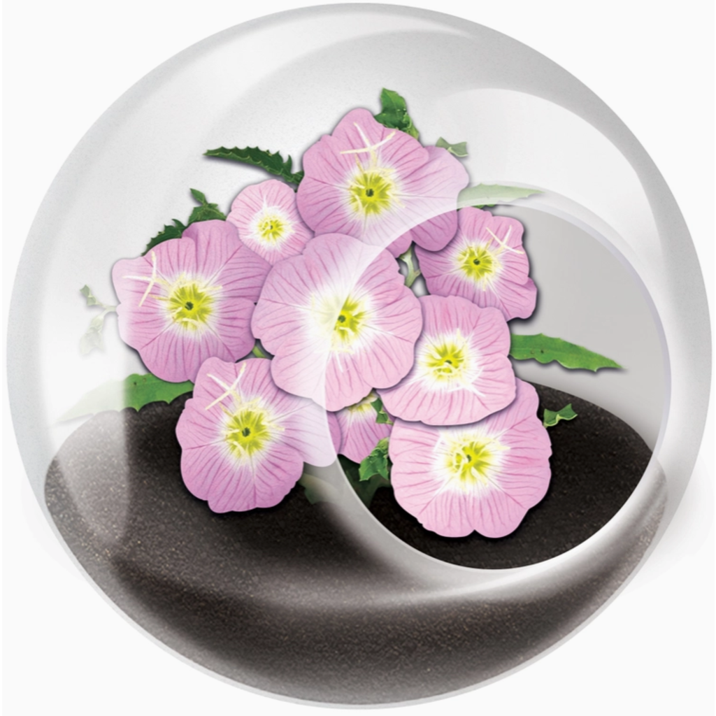 SILVER CIRCLE TINY TERRARIUM FLOWERS