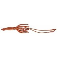 SAFARI SAFARI GIANT SQUID