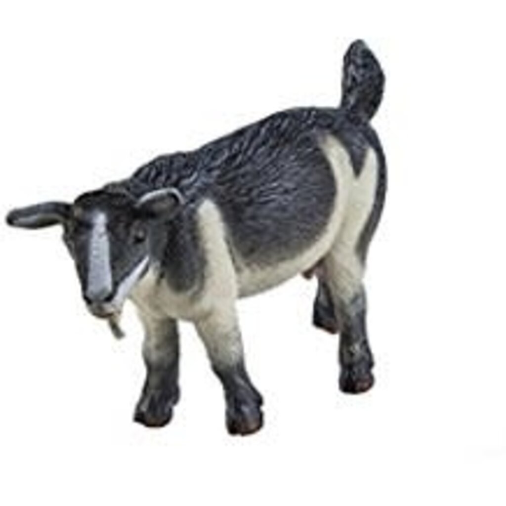 SAFARI PYGMY NANNY GOAT SAFARI