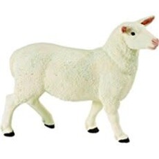 SAFARI SAFARI EWE