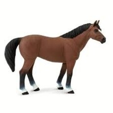 SAFARI SAFARI GELDING