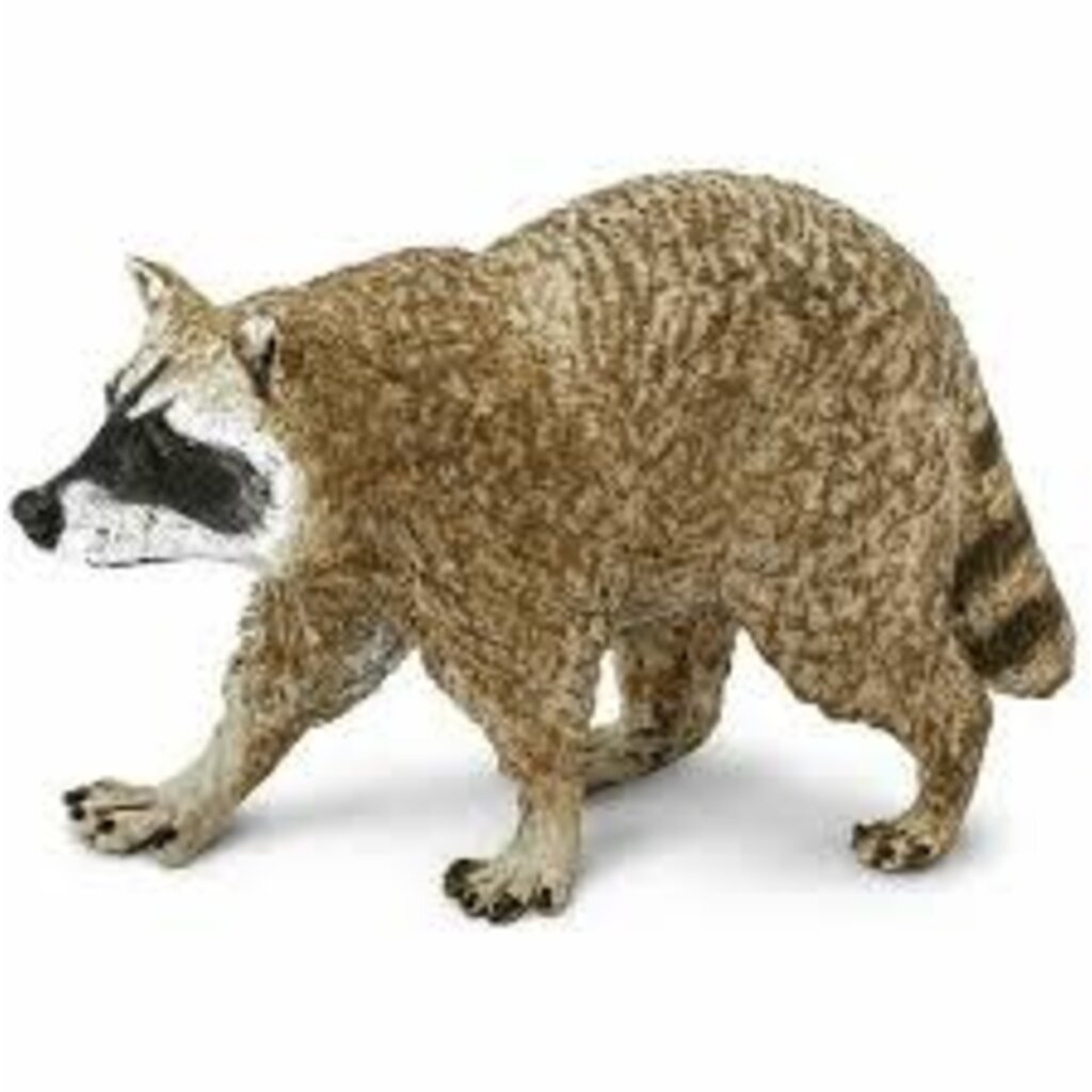 SAFARI RACCOON SAFARI