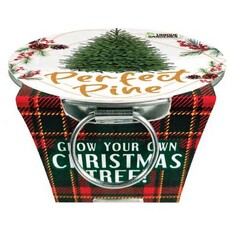 SILVER CIRCLE PERFECT PINE GROW YOUR OWN CHRISTMAS TREE**