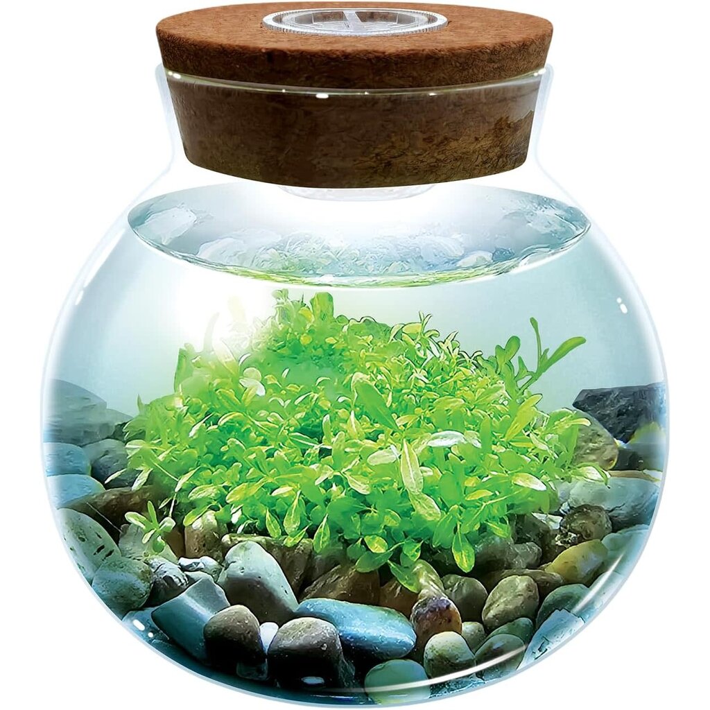 SILVER CIRCLE WATERPLANTS CREATE YOUR OWN AQUASCAPE