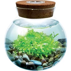 SILVER CIRCLE WATERPLANTS CREATE YOUR OWN AQUASCAPE
