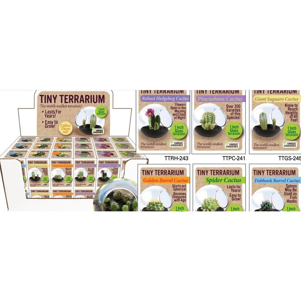 SILVER CIRCLE TINY TERRARIUM CACTUS