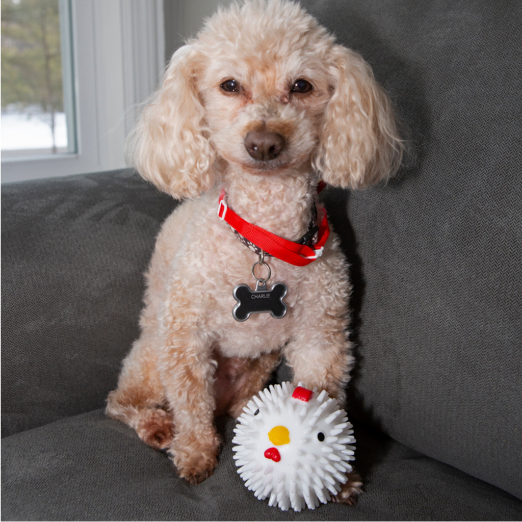 KIKKERLAND DOG BALL