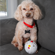 KIKKERLAND DOG BALL