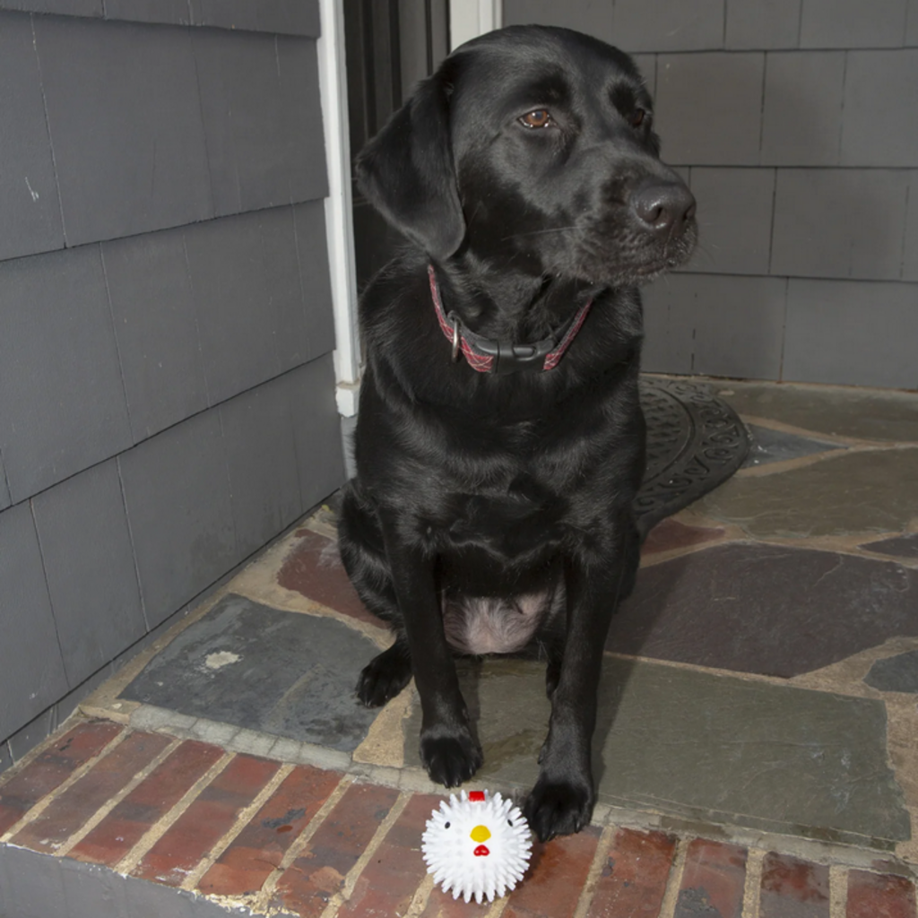 KIKKERLAND DOG BALL