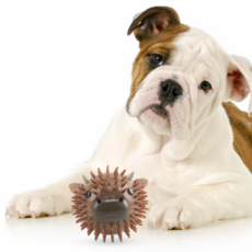 KIKKERLAND DOG BALL
