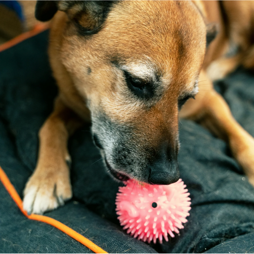 KIKKERLAND DOG BALL