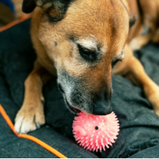 KIKKERLAND DOG BALL