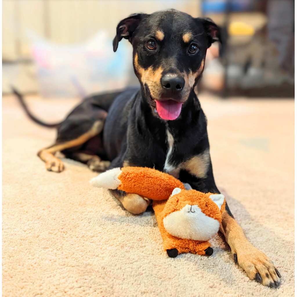 KIKKERLAND FLYING FOX DOG TOY