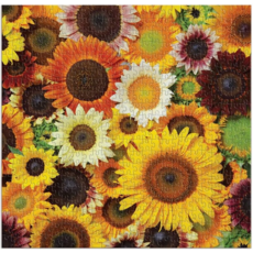 GALISON SUNFLOWER BLOOMS 500 PC PUZZLE