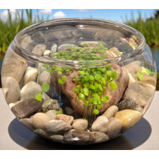 SILVER CIRCLE MINI WATERPLANTS