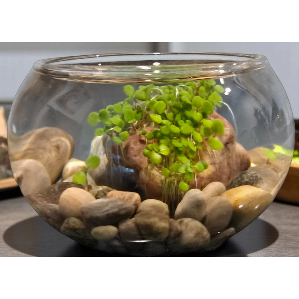 SILVER CIRCLE MINI WATERPLANTS