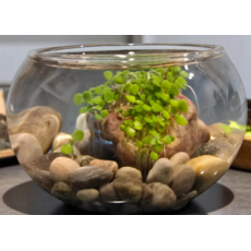 SILVER CIRCLE MINI WATERPLANTS