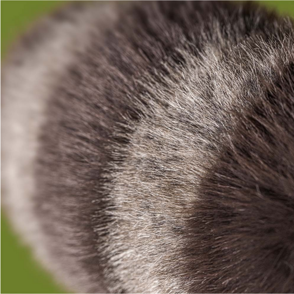 JELLY CAT TRIXIWOO RACCOON