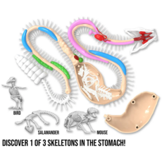 DISSECT IT DISSECT IT RATTLESNAKE SUPER LAB