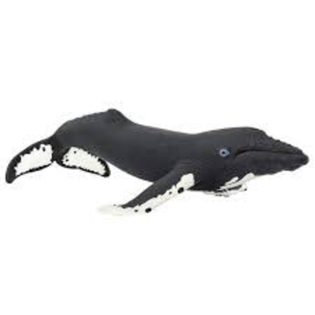 SAFARI SAFARI WHALE  HUMPBACK