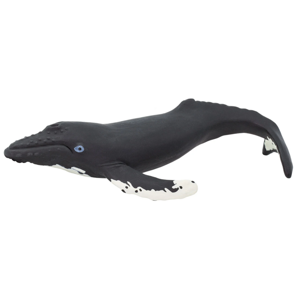 SAFARI SAFARI WHALE  HUMPBACK
