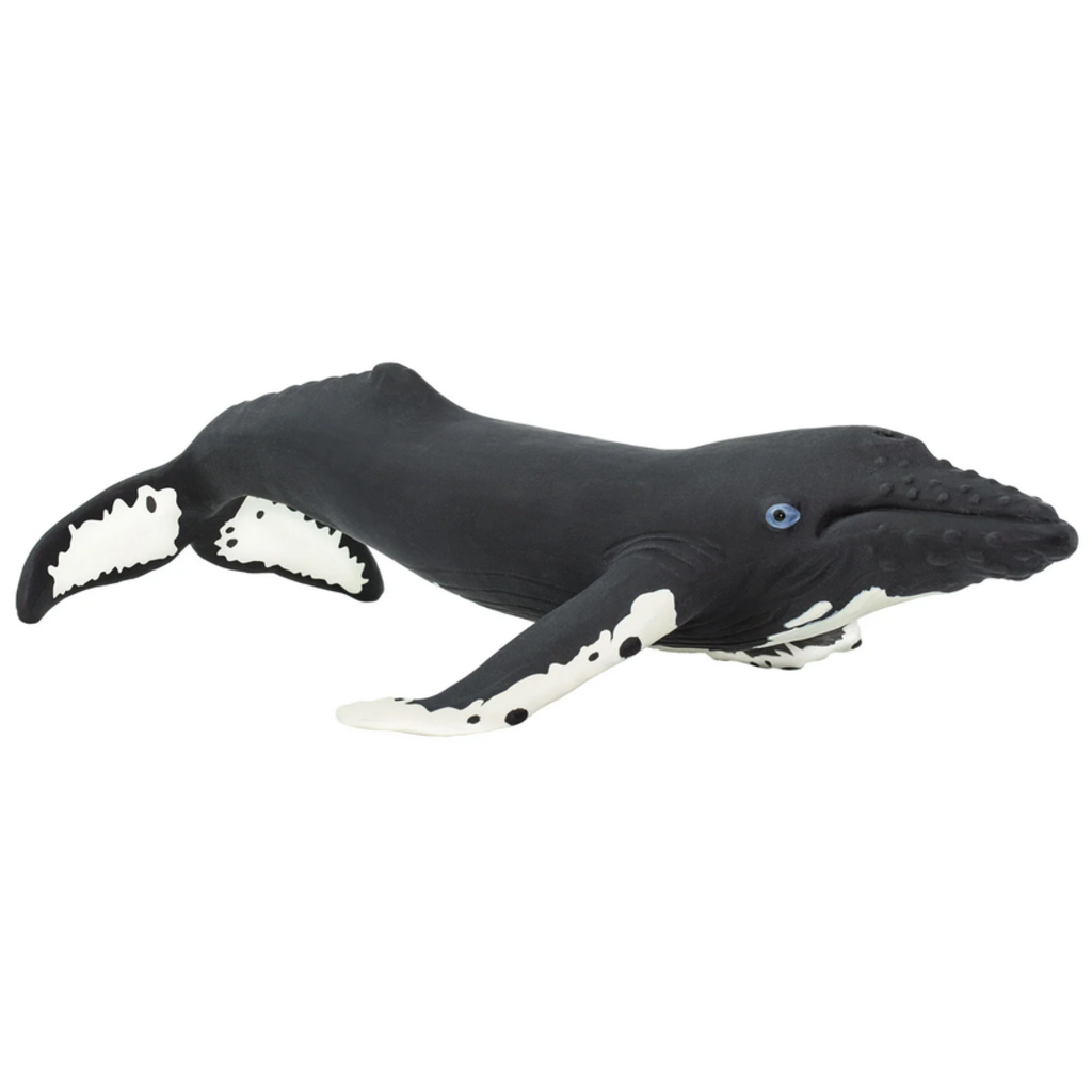 SAFARI SAFARI WHALE  HUMPBACK