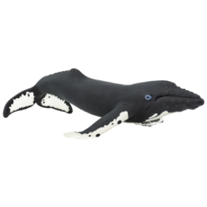 SAFARI SAFARI WHALE  HUMPBACK