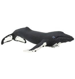 SAFARI SAFARI WHALE  HUMPBACK