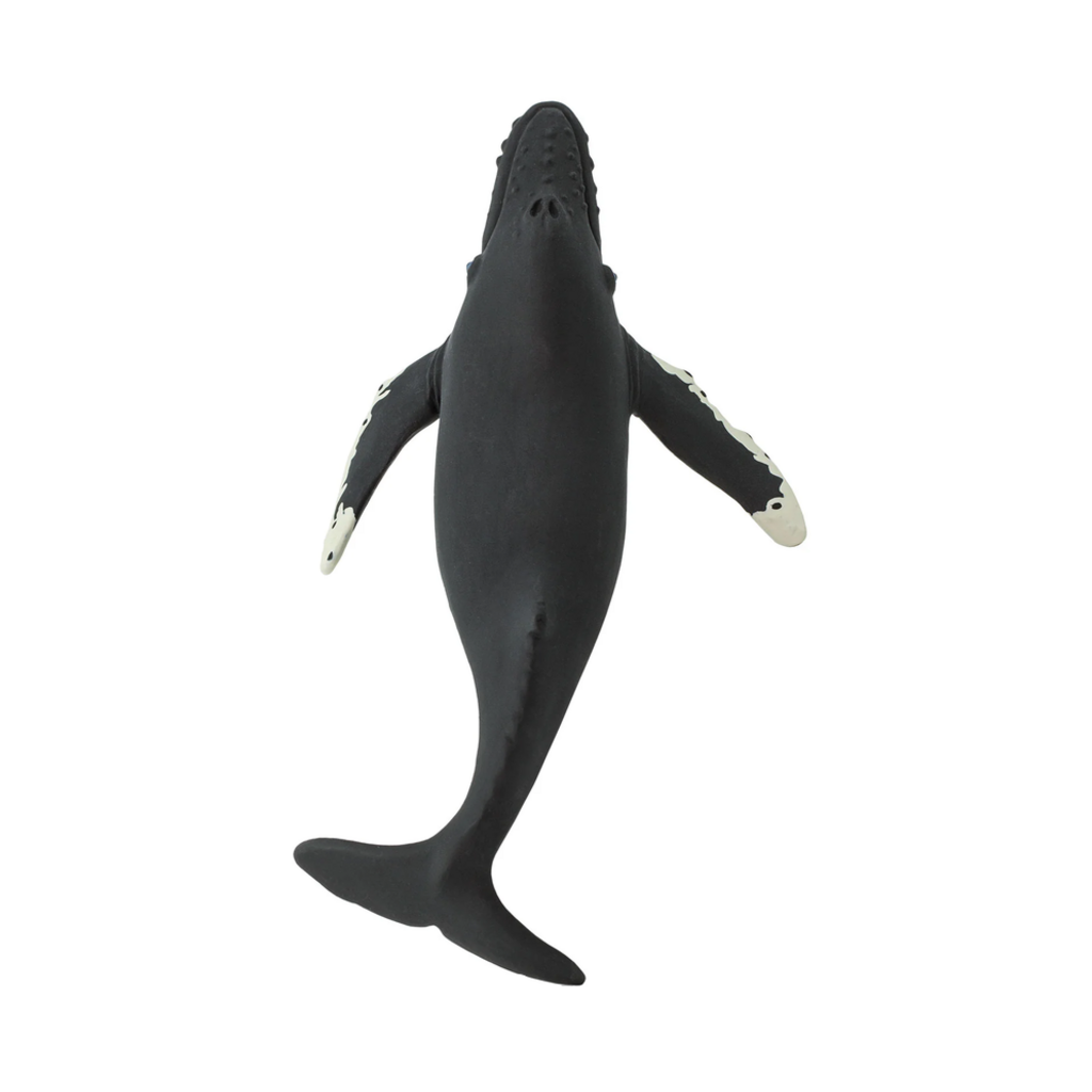 SAFARI SAFARI WHALE  HUMPBACK