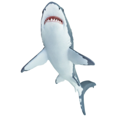 SAFARI SAFARI SHARK  GREAT WHITE