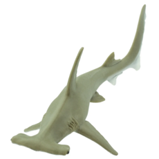 SAFARI SAFARI SHARK  HAMMERHEAD