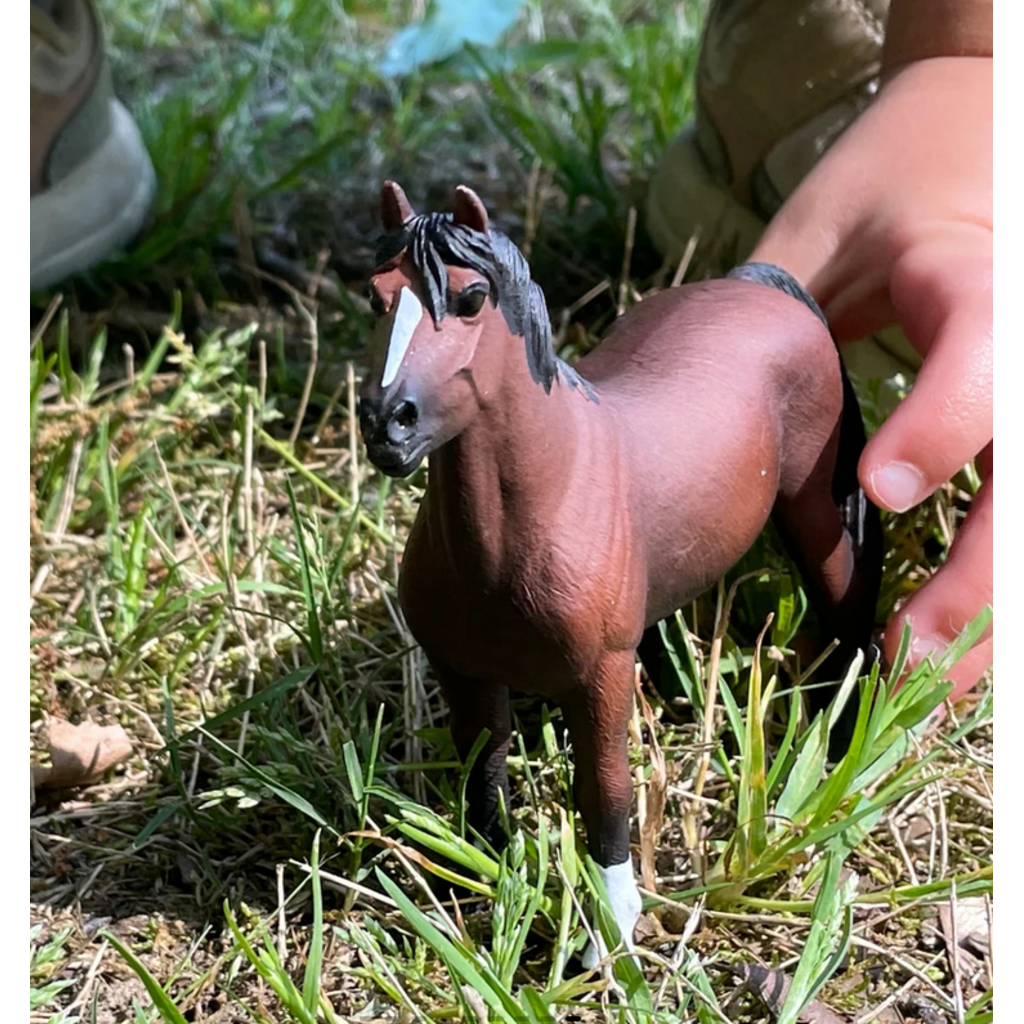 SAFARI SAFARI MORGAN STALLION
