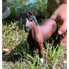 SAFARI SAFARI MORGAN STALLION