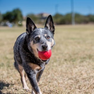 KONG Ball Dog Toy MD/LG 3.2IN