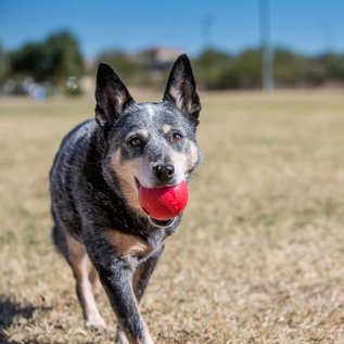 KONG KONG Ball Dog Toy MEDIUM/LARGE 3.2IN