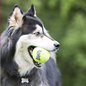 KONG Kong Air Squeaker Ball Small 3 Pack