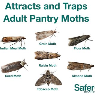 SAFER BRAND SAFER PANTRY PEST MOTH TRAP 2 Pack